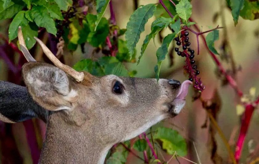 deer eating pokeweed