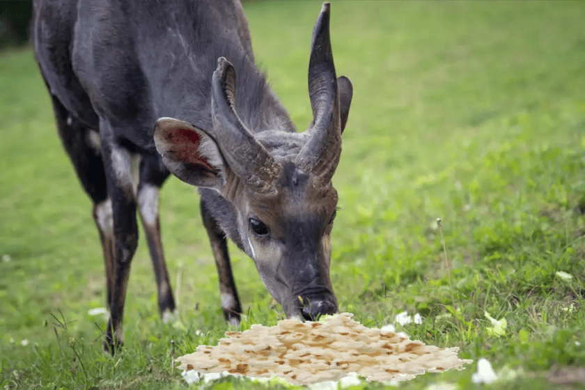 deer eating popcorn