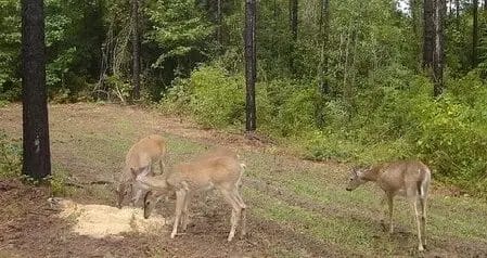 deer feeding on rice bran