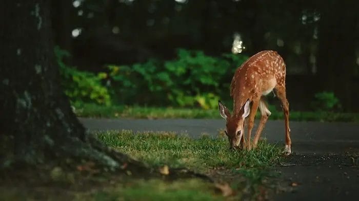 Deer on summer