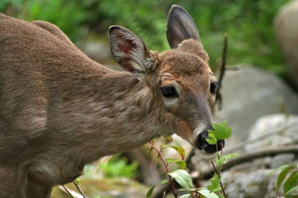 deer smell Permethrin