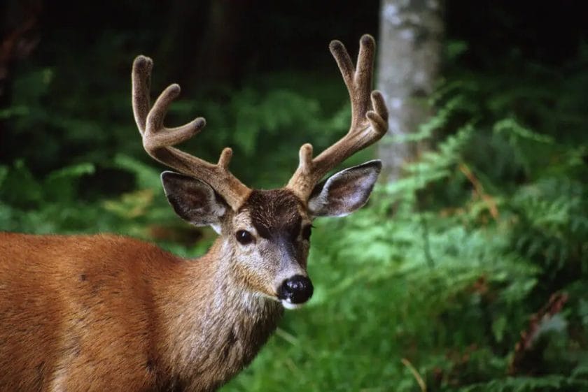 How deer look like