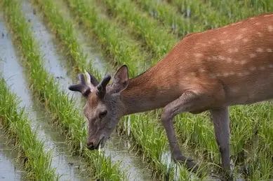 deer eating on rice paddy