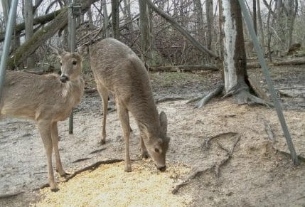 feeding deer with corn