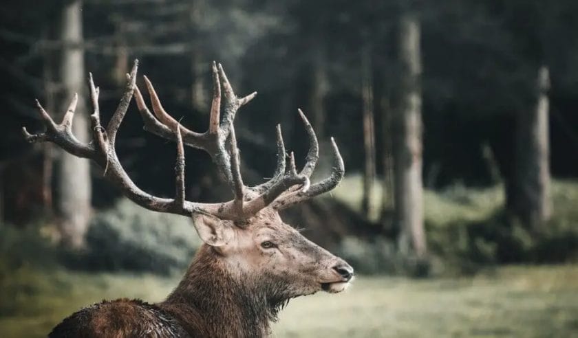 How an elk looks like