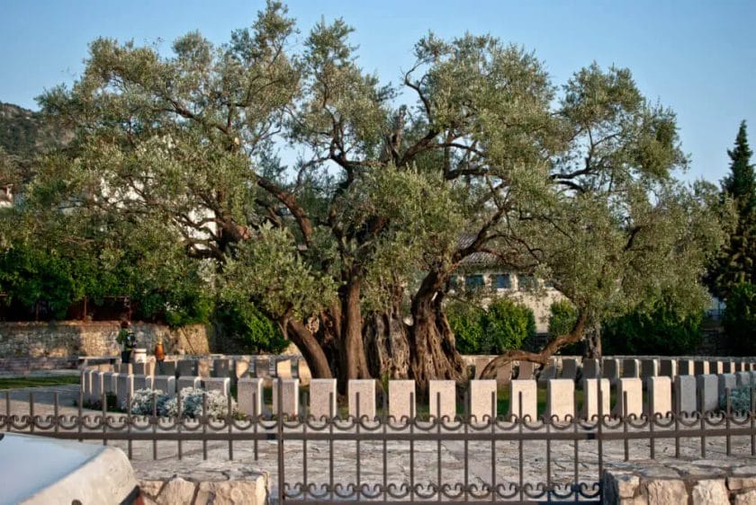 fenced olive tree against deer