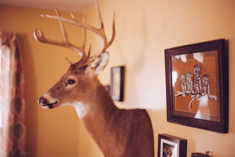 Deer head on wall