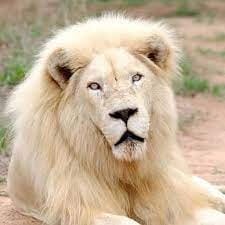 How Light Skin Lions Roar? • Support Wild