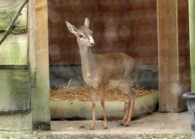 how to create bedding for deer