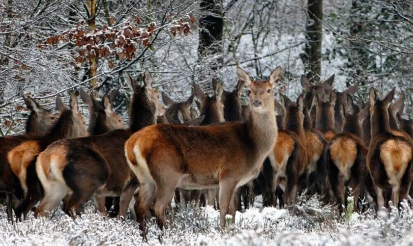Bunch of Deer