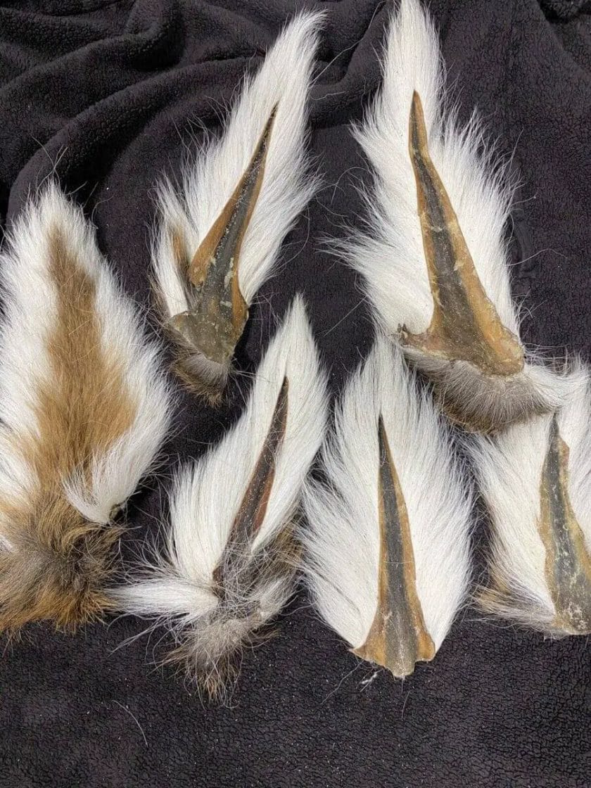 how to preserve Deer tails
