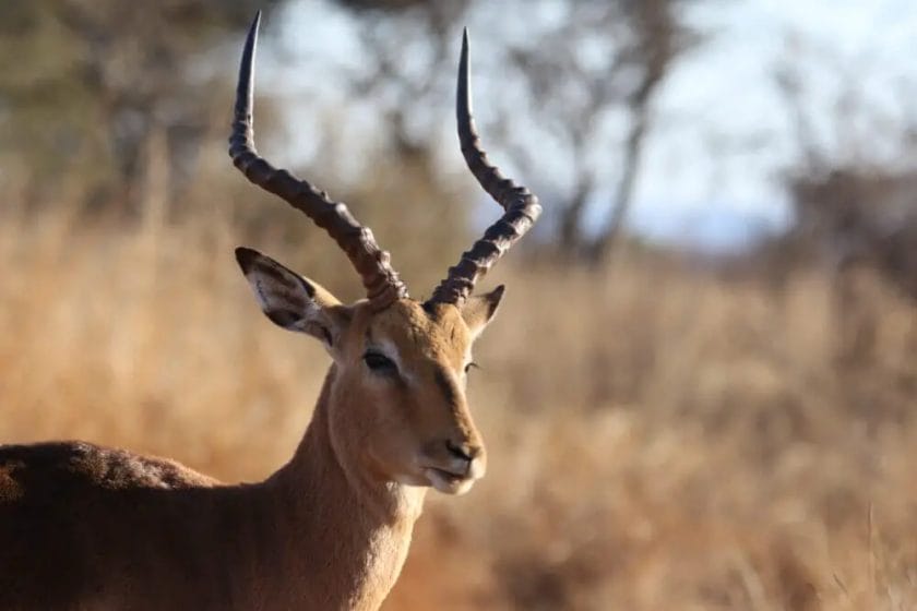 this is an antelope