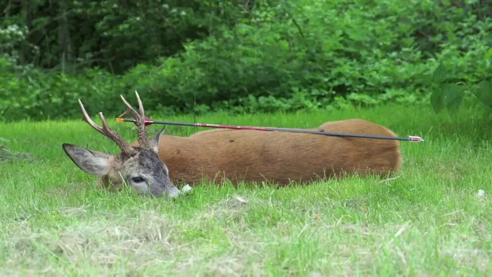 using a crossbow for deer hunting