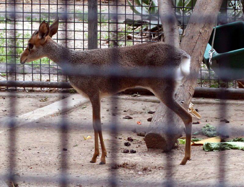 what-do-you-call-a-deer-with-3-legs-support-wild