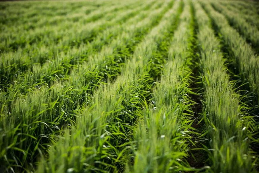 Do Deer Like Winter Wheat? • Support Wild