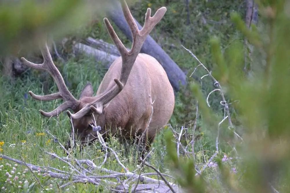 What is Brow Tined Bull Elk