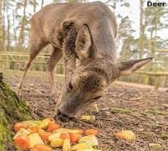 Can Deer Eat Pineapple?