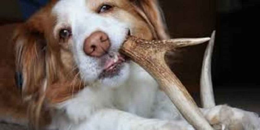 Can Elk Antlers Cause Diarrhea in Dogs?