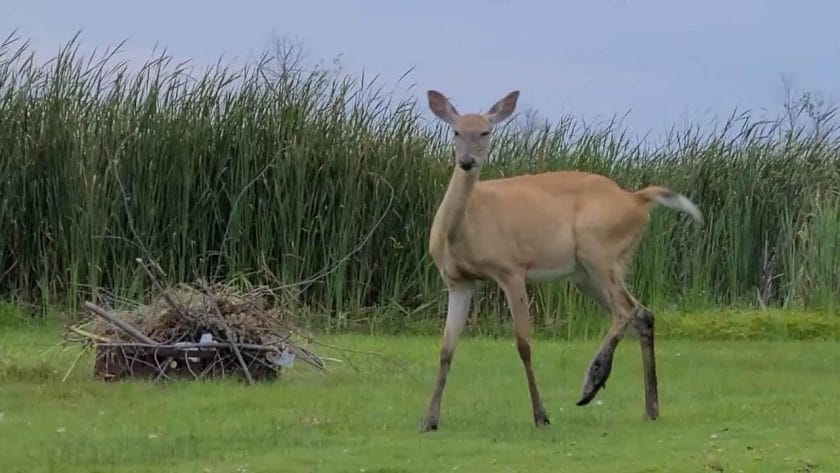 Can a Deer Survive with a Broken Leg?