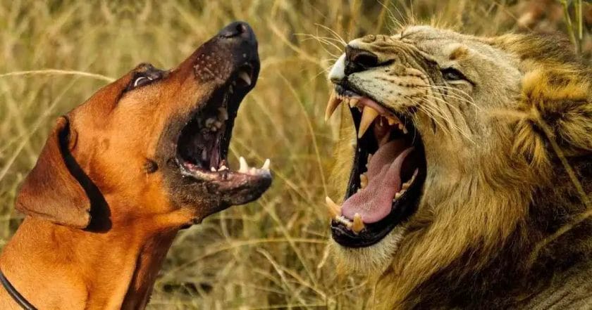 Can a Rhodesian Ridgeback Kill a Lion?
