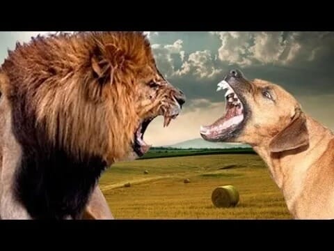 Can a Rhodesian Ridgeback Kill a Lion?