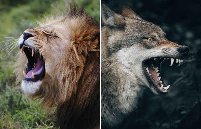 Can a Wolf Kill Lion?