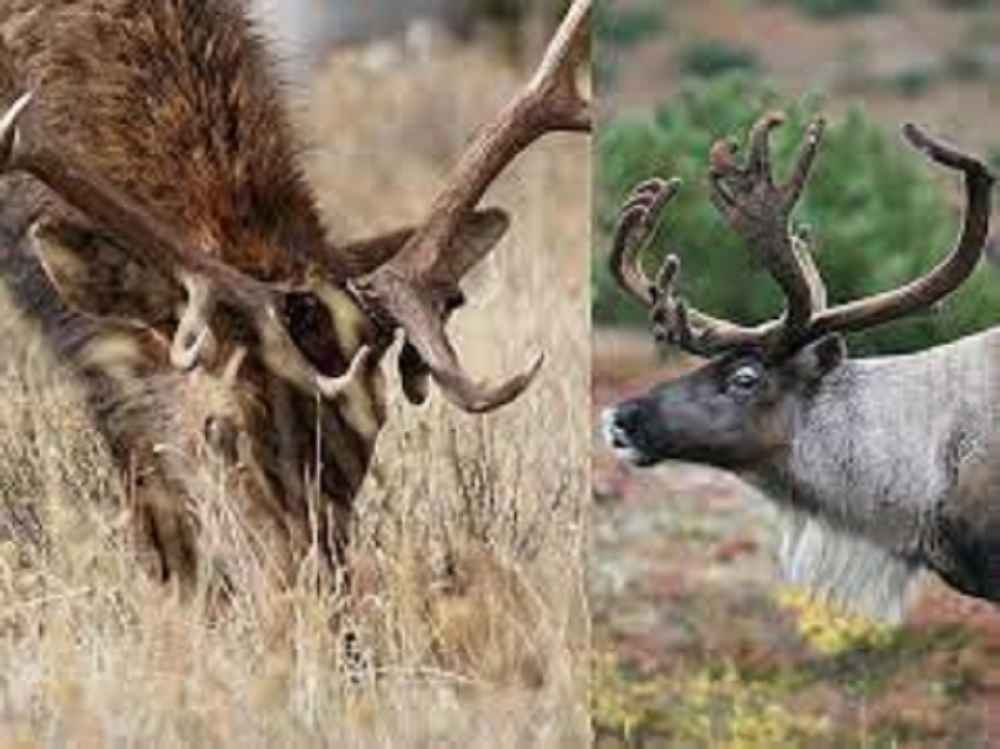 Can elk and deer breed?