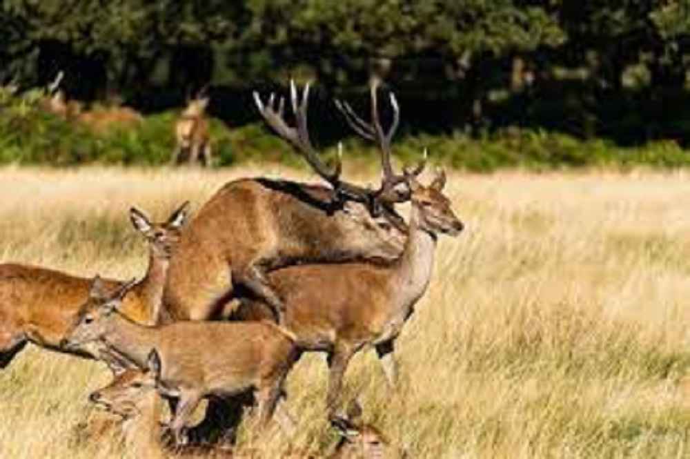 Can elk and deer breed?
