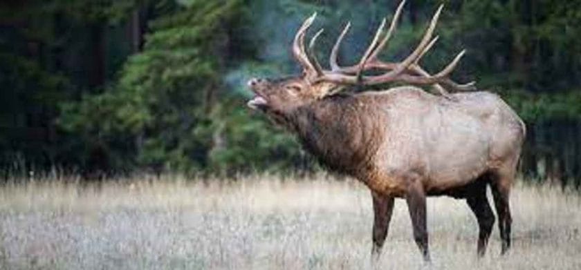 Can you eat elk?