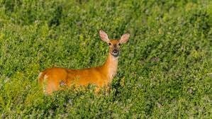 Do Deer Eat Alfalfa?