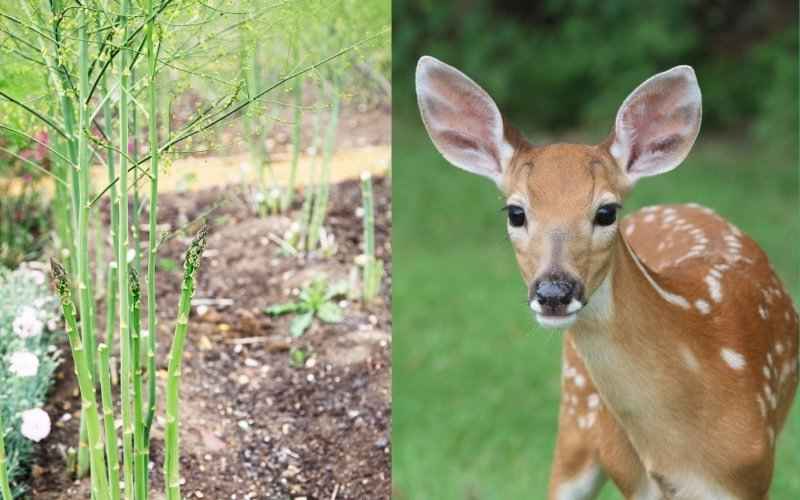Do Deer Eat Asparagus?
