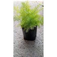 Do Deer Eat Asparagus?