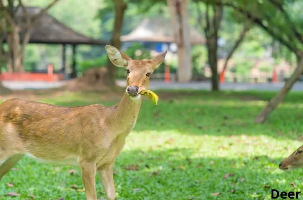Do Deer Eat Banana Peels? • Support Wild