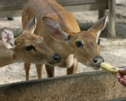 Do Deer Eat Banana Peels?