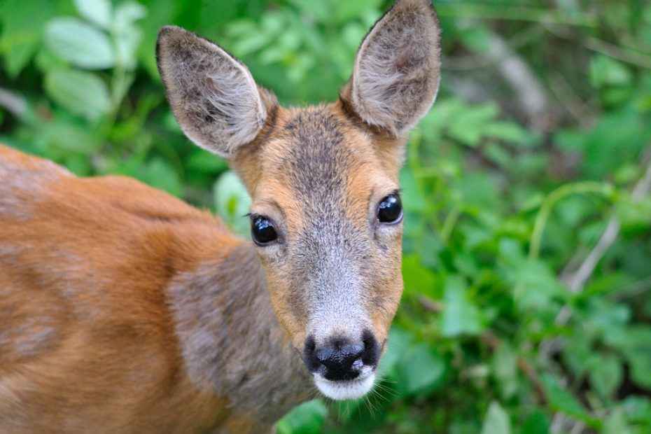 Do Deer Eat Basil? • Support Wild