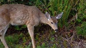 Do Deer Eat Basil?