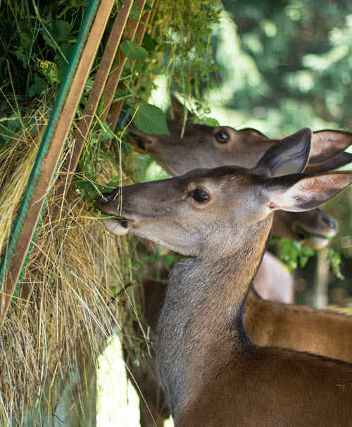 Do Deer Eat Hay or Straw?