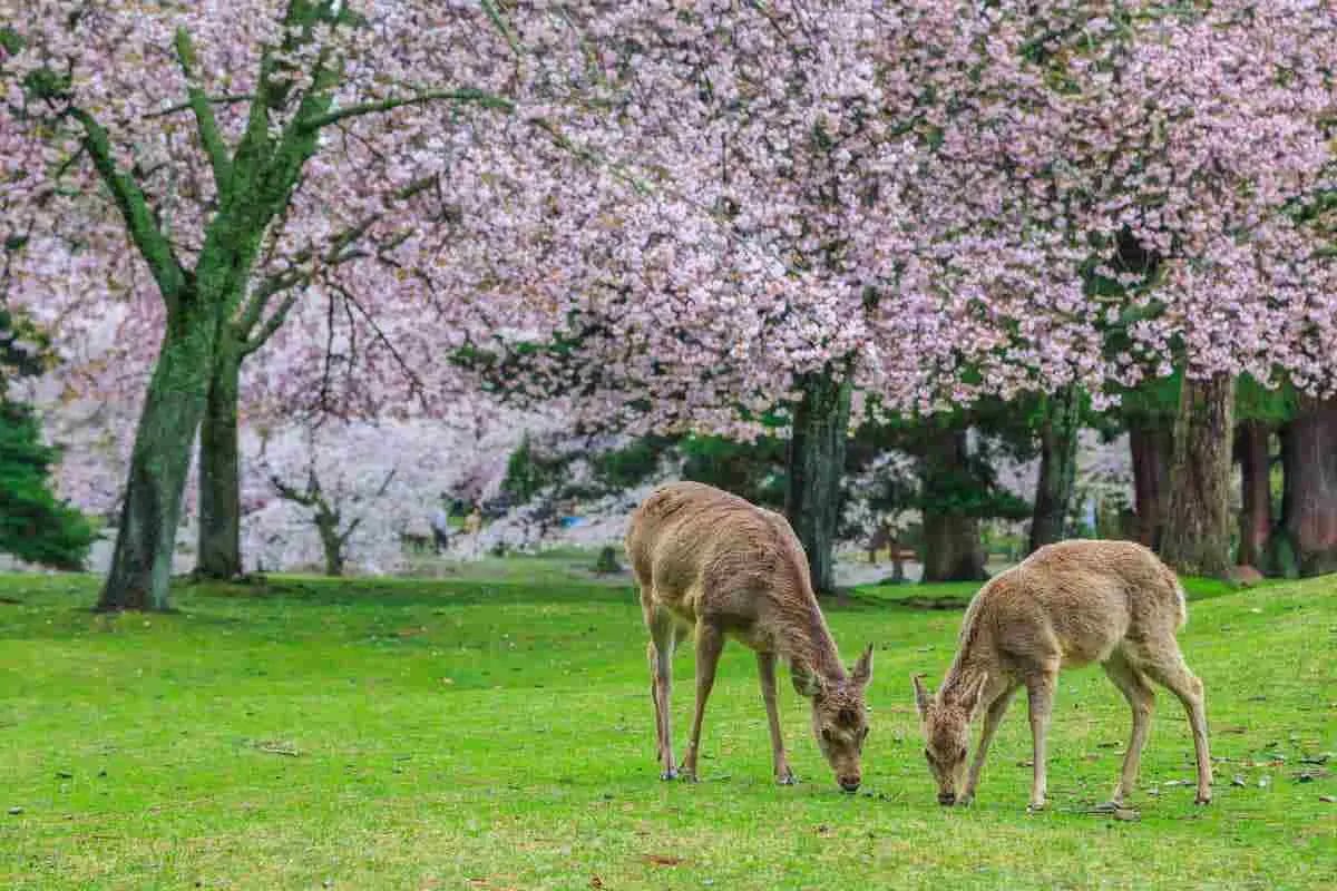 Do Deer Eat Magnolia Trees? • Support Wild