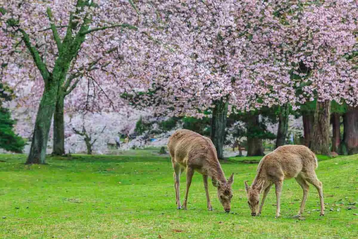 Do Deer Eat Magnolia Trees?