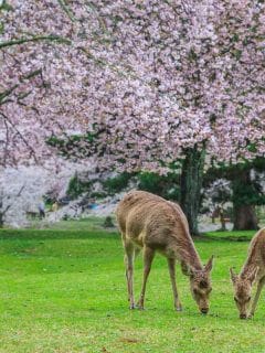 Do Deer Eat Magnolia Trees?