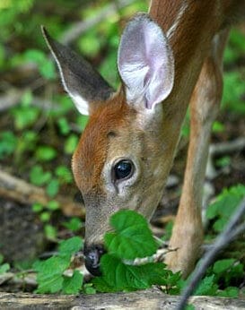 Do Deer Eat Milo?