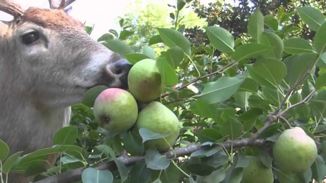 Do Deer Like Pears? • Support Wild