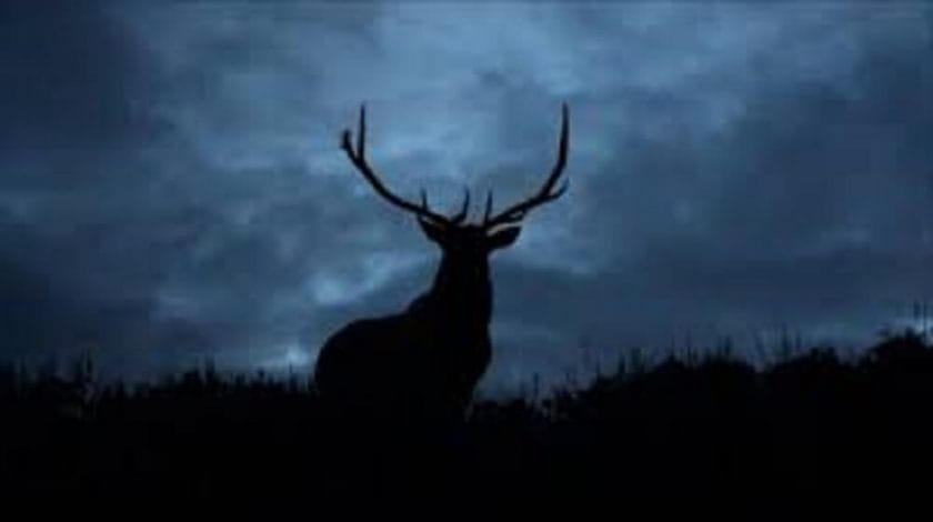 Do Elk Bugle At Night?