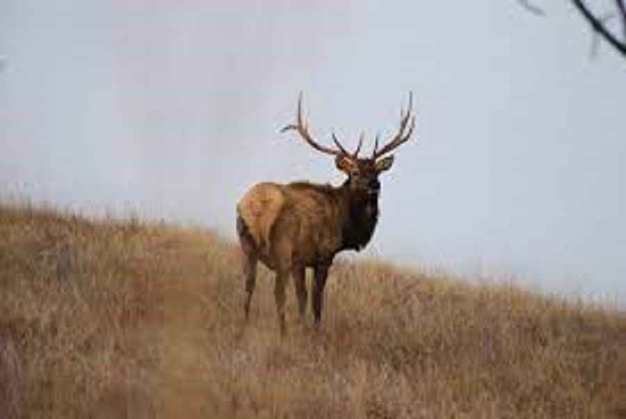 Do Elk Bugle At Night? • Support Wild