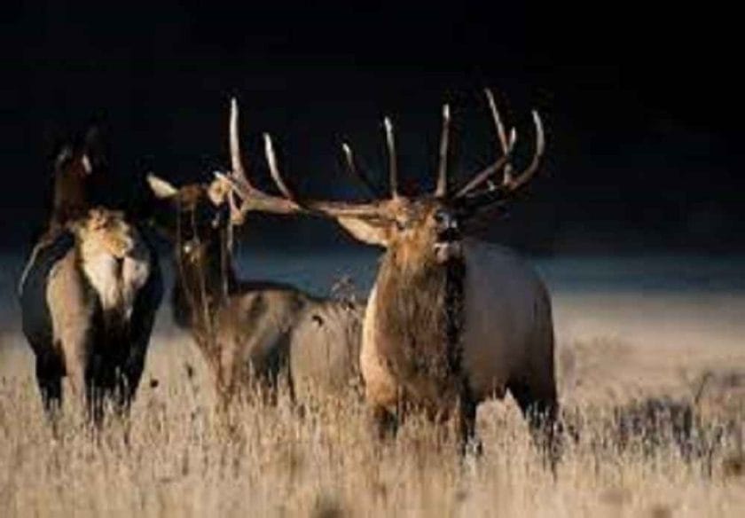 Do Elk Bugle At Night?