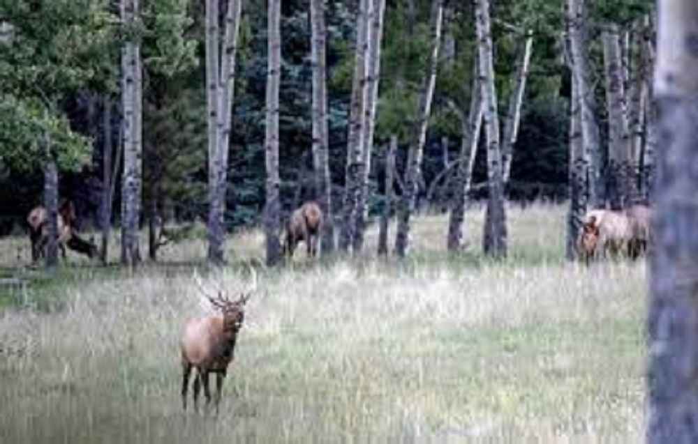 Do Elk Eat Aspen Trees?