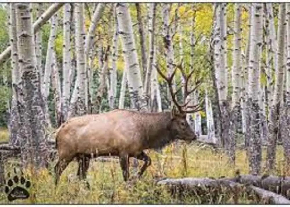 Do Elk Eat Aspen Trees?