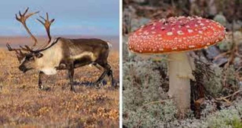 Do Elk Eat Mushrooms?
