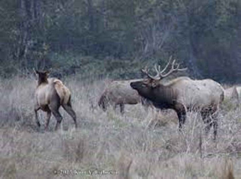 Do Elk Eat Whitebark Pine?