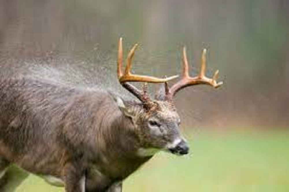 Do Elk Move in the Rain?